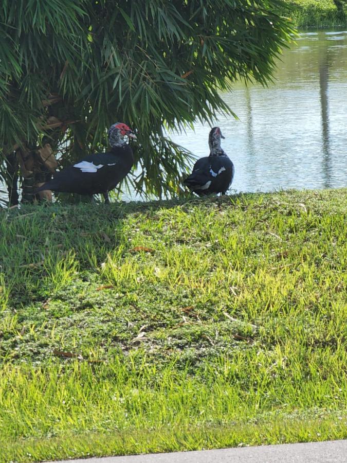 Quails Nest Hotel Cape Coral Exterior photo